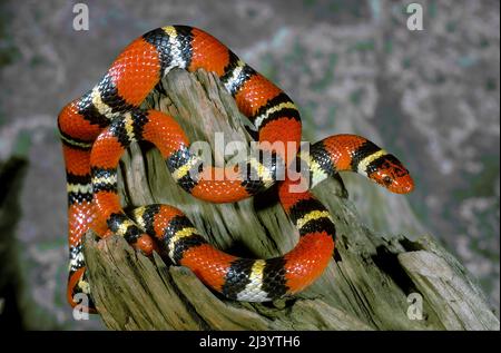 Scarlet Kingsnake (Lampropeltis triangulum elapsoides), Florida, USA Stock Photo