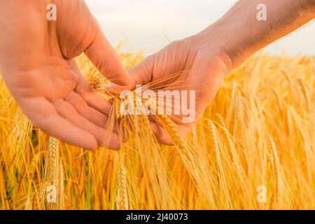 Wheat harvest. farmer and wheat.Farmer touching ear of wheat with his palm . Stock Photo