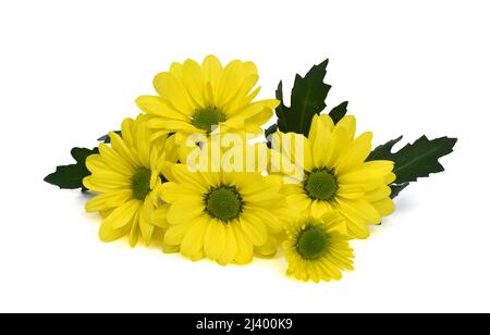 beautiful tiny yellow daisies isolated on white background Stock Photo