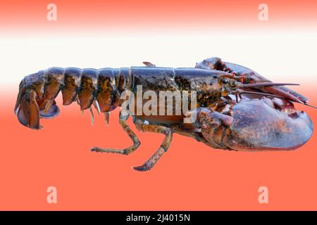 close-up of an American or Canadian lobster Stock Photo