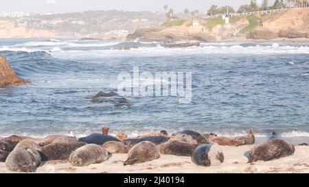 USA, California, San Diego, a group of seals sunbathing at Children's Pool  Beach in La Jolla Stock Photo - Alamy