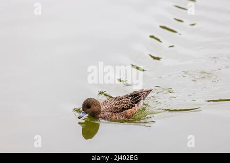 Duck making waves moving forward through water Stock Photo