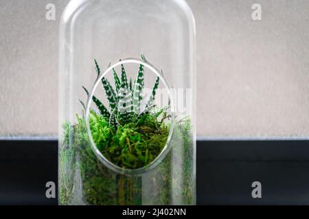 Succulent in a bottle mini garden as a terrarium next to a window Stock Photo