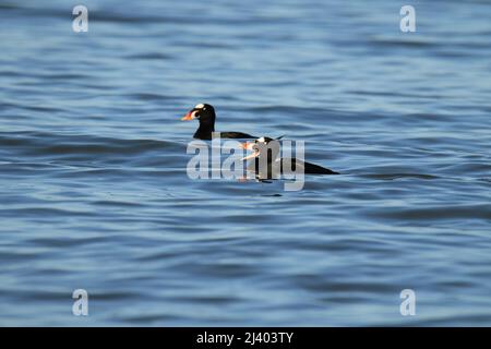 A pair of male Surf Scoter (Melanitta perspicillata) sea ducks swimming in the ocean. One has an open beak or bill. Taken in Victoria, British Columbi Stock Photo