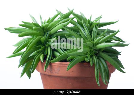 'Nevada' Happy Bean Plant, Bajonettpeperomia (Peperomia ferreyrae)
