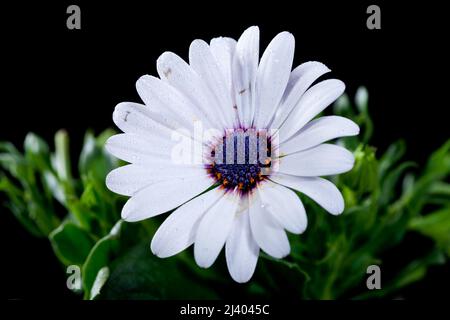 'Blue Eyes' Daisybush, Stjärnöga (Dimorphotheca ecklonis) Stock Photo