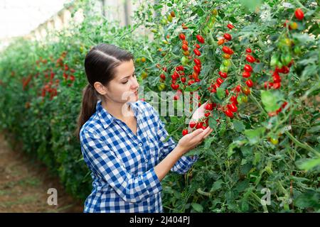 Female farmer puts red cherry tomatoes in plastic box for sale Stock ...