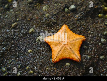 Close up view of yellow starfish on grey colored stone Stock Photo