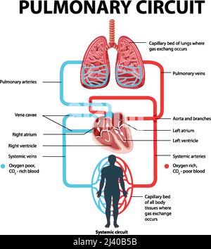 Diagram showing pulmonary circuit illustration Stock Vector Image & Art ...