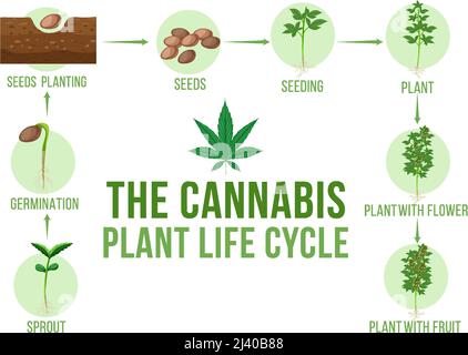 The cannabis plant life cycle illustration Stock Vector Image & Art - Alamy