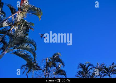 Low angle of palms against clear blue sky with plane taking off Stock Photo