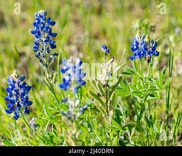 Closeup view of blooming Bluebonnets in North Texas, in the country outside of Ennis, Texas. Stock Photo