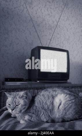 british cat on bed near old retro antenna analogue TV without signal Stock Photo