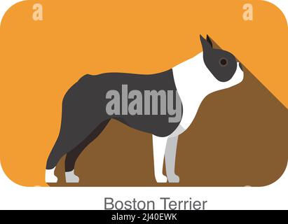 Boston terrier breed dog standing on the ground, side, dog cartoon image series Stock Vector