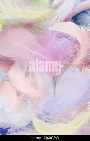 Colorful feather on mint background, top view. Stock Photo