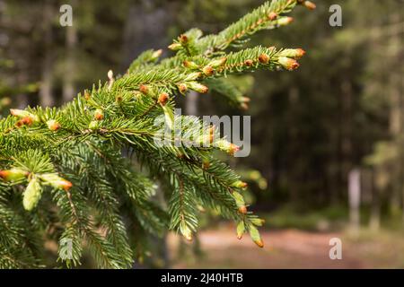 Spruce branch with green buds in spring Stock Photo