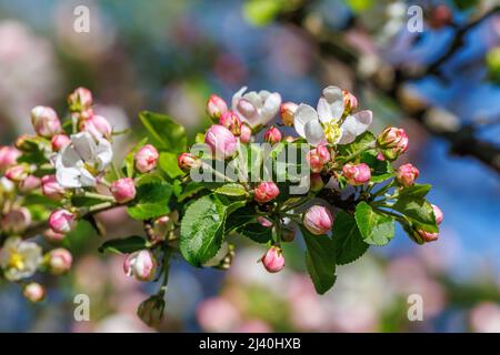 Close up at a flowering cherry tree Stock Photo
