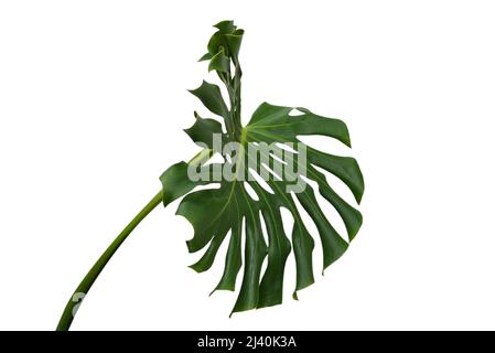 Green plant monstera isolated on a white background. Stock Photo