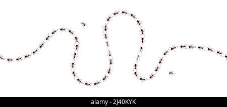 Brown worker ants trail line flat style design vector illustration isolated on white background. Top view of ants bug road trail marching in the line Stock Vector