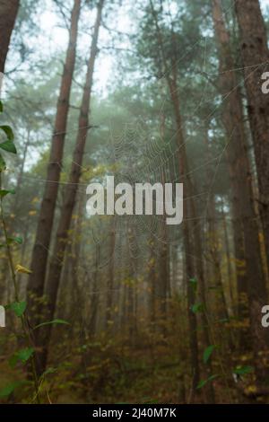 Spider web with raindrops on the background of blurred trunks and crowns of pine trees. A spider web in the morning foggy coniferous forest Stock Photo
