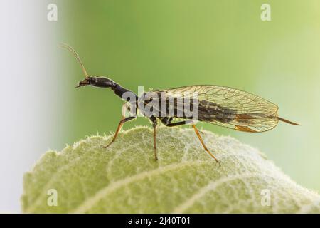 Kamelhalsfliege, Snakeflies, Raphidioptera Stock Photo