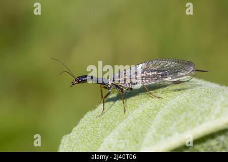 Kamelhalsfliege, Snakeflies, Raphidioptera Stock Photo