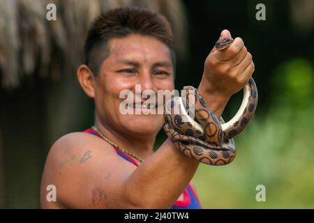Surinam, Trio indian man shows a boa snake in the Amazon village Tepu. Epicrates cenchria is a boa species endemic to Central and South America. Commo Stock Photo