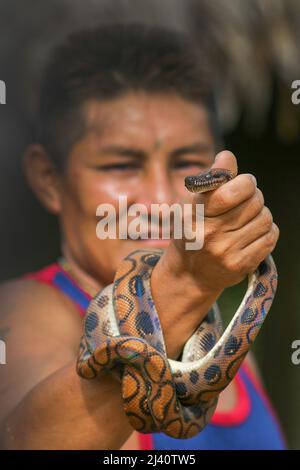 Surinam, Trio indian man shows a boa snake in the Amazon village Tepu. Epicrates cenchria is a boa species endemic to Central and South America. Commo Stock Photo