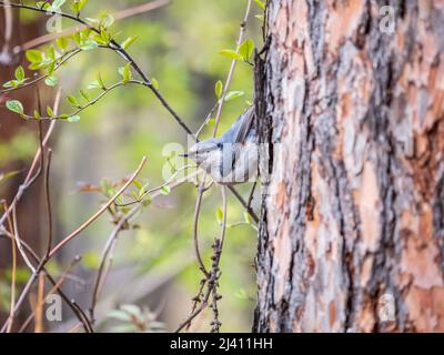 Eurasian nuthatch or wood nuthatch, lat. Sitta europaea, sitting on a tree trunk with a blurred background. Orange colored small bird with a black eye Stock Photo