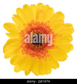 Beautiful yellow Gerbera (Daisy) with drops of water isolated on white background, including clipping path. Germany Stock Photo
