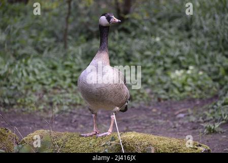 Close-Up Facing Portrait of a Greylag Goose (Anser anser) x Canada Goose (Branta canadensis) Hybrid Standing on Mossy Mound in Middle Foreground, UK Stock Photo