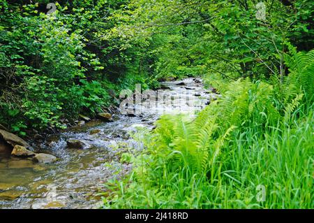 A transparent mountain river flows in the forest between trees and fern bushes on a summer day Stock Photo