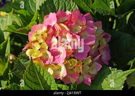 Hydrangea branch with large pink flowers and green leaves on a sunny summer day Stock Photo