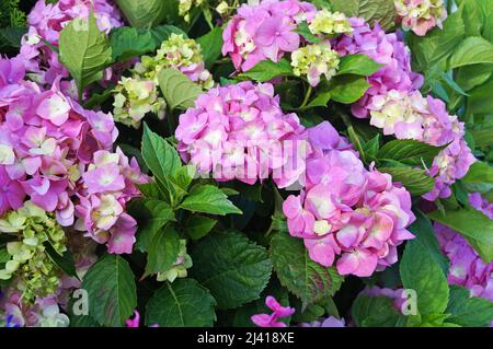 Hydrangea branch with large pink flowers and green leaves on a sunny summer day Stock Photo