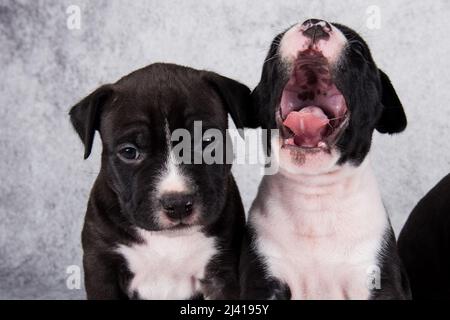 Black and white American Staffordshire Terrier dogs or AmStaff puppies on gray background Stock Photo