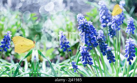 Blue muscari and yellow butterflies on a defocused background with bokeh. Selective focus, the concept of spring Stock Photo
