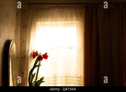 Vintage and retro window with red flowers. Grunge and old building with white curtains in warm light. Reference concept background Stock Photo