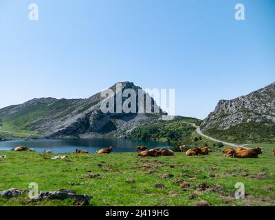 Cows grazing on a sunny afternoon in Asturias Stock Photo