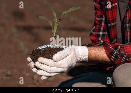 Corn crop sprout in male farmer's hands, close up with selective focus Stock Photo