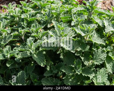 Nepeta cataria, mint or catnip Stock Photo - Alamy