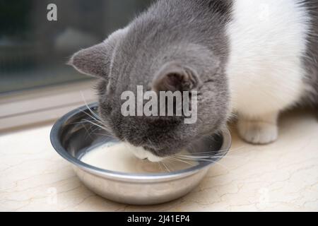 british shorthair cat drinking pet milk Stock Photo