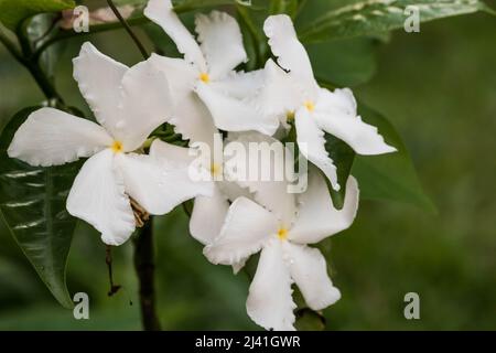 The Pinwheel Flower Stock Photo