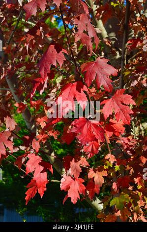 Autumn leaves against a brilliant blue sky Stock Photo