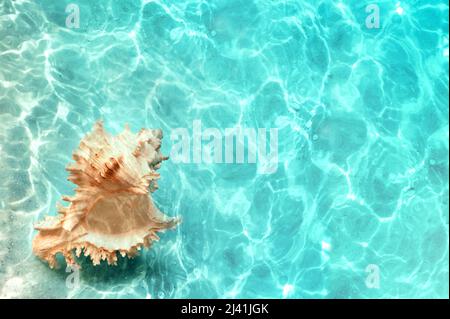 Big natural seashell on the summer beach in clear sea water. Ocean background. Stock Photo