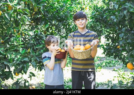 Boys with wicker baskets in their hands pick oranges from a tree. Stock Photo
