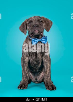Cute portrait of brindle Cane Corso dog puppy, sitting up facing front. Looking towards camera with blue satin bow tie around neck. Isolated on a soli Stock Photo