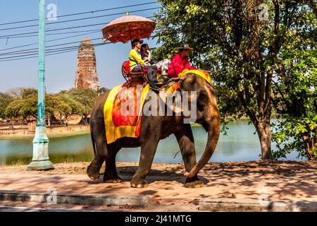 Ayuthaya Historical Park, Ayuthaya Thailand, 2/14/15, Elephant Rides outside of the famous Buddha Head in the tree. Stock Photo