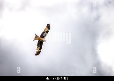 Red kite, Milvus milvus, in flight against a cloudy sky background. hampshire, UK. Space for text. Stock Photo