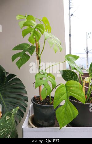 Mini Monstera, Monstera deliciosa Liebm or Philodendron ginny or Rhaphidophora terrasperma or monstera plant Stock Photo