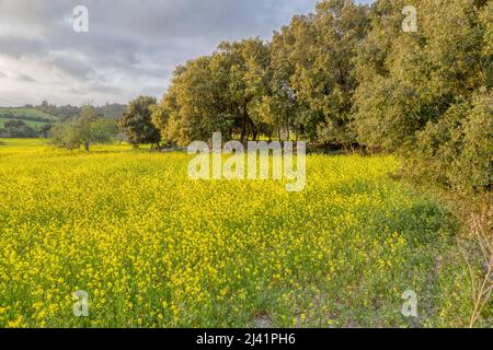 A yellow field close to oak forest in es Pla of Majorca. Llubí area. Majorca, Balearic Islands. Spain. Stock Photo